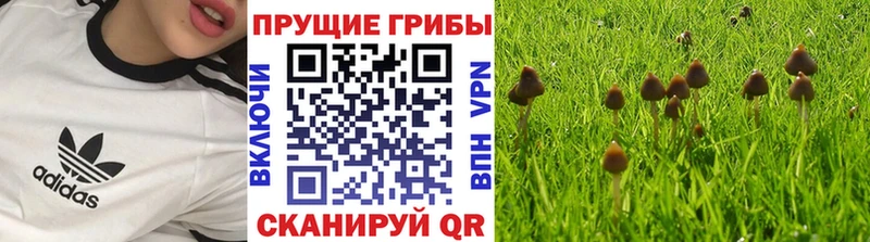 MEGA онион Кстово Псилоцибиновые грибы прущие грибы где продают наркотики